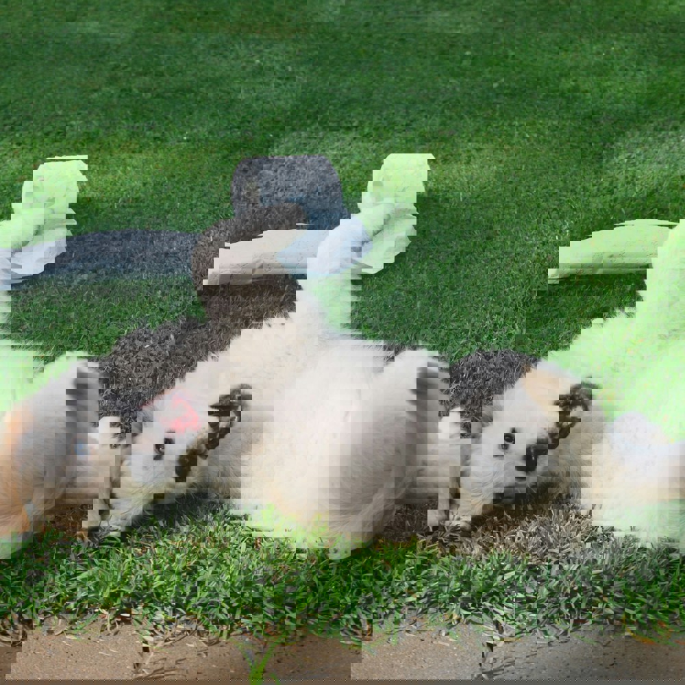Puppy Rolling