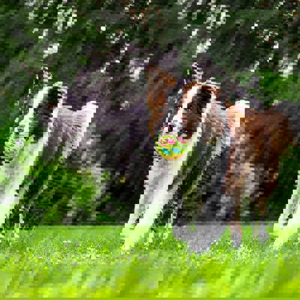 Collie On Grass