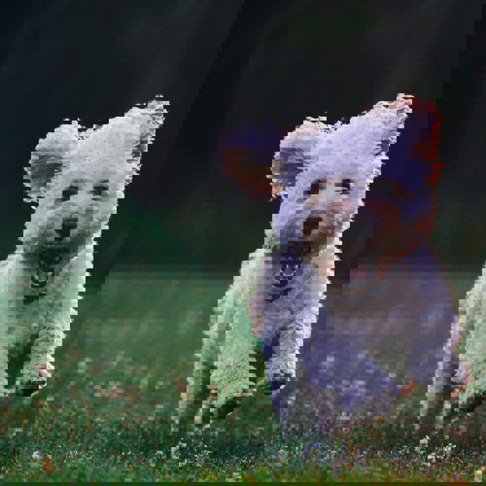 Dog3