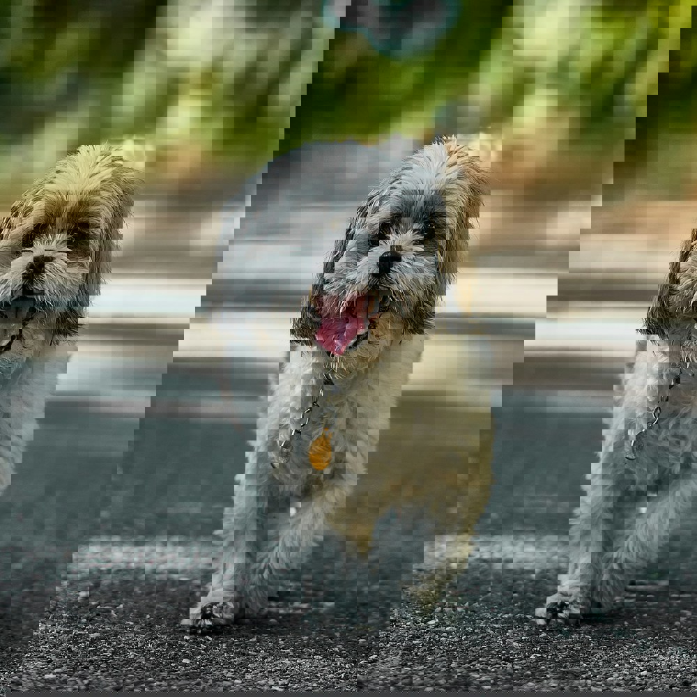 Dog On Road